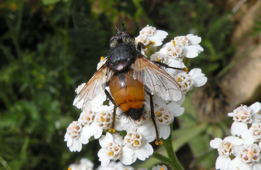 Se  un Tachinidae...